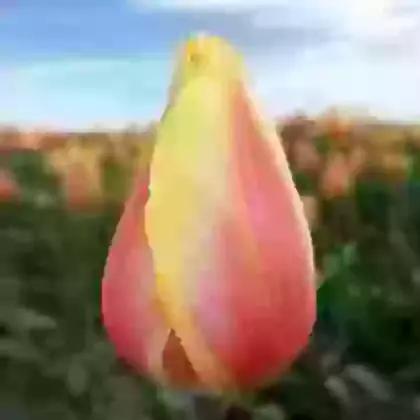 Blushing Beauty
